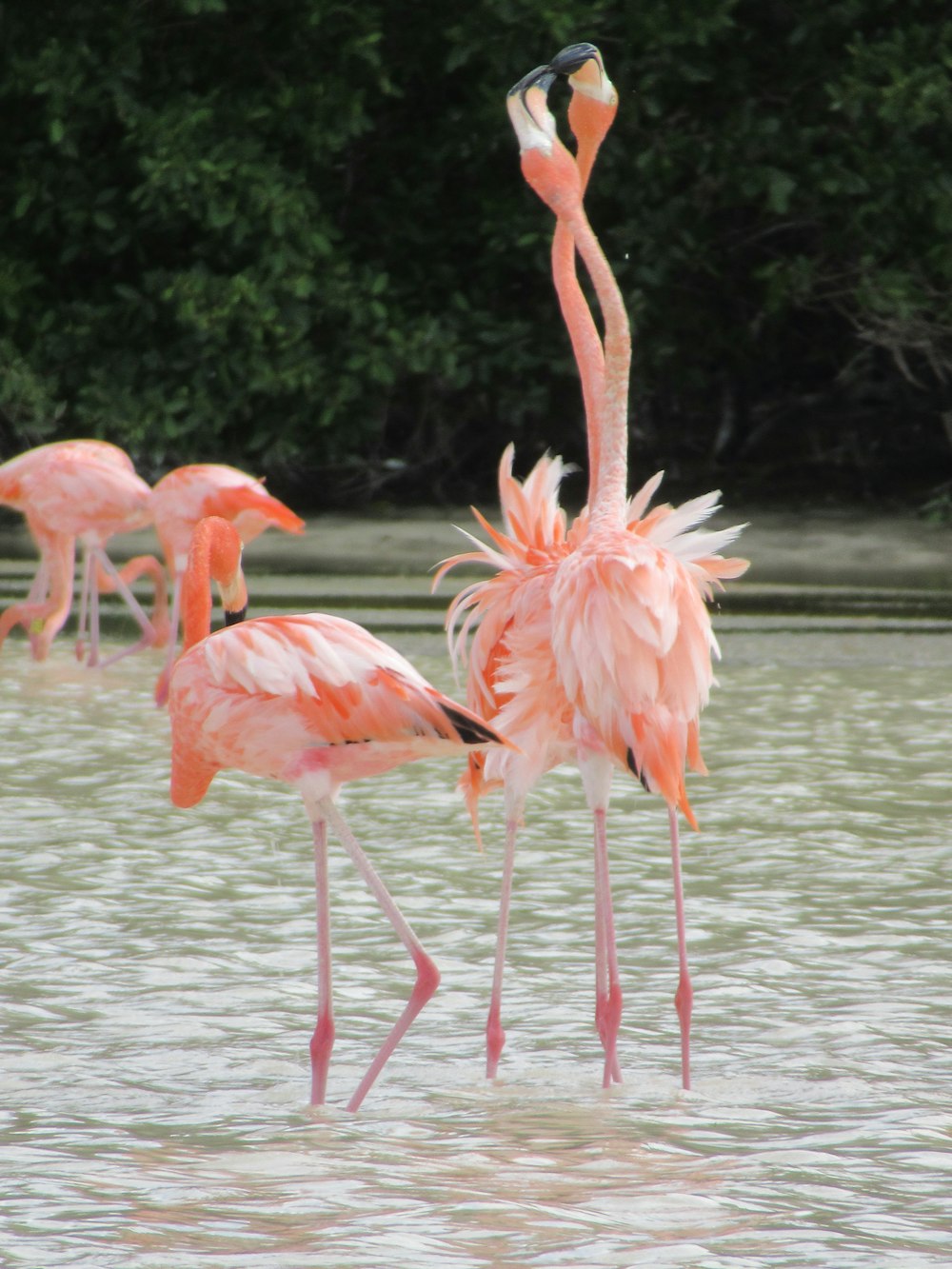 a group of flamingos standing in a body of water