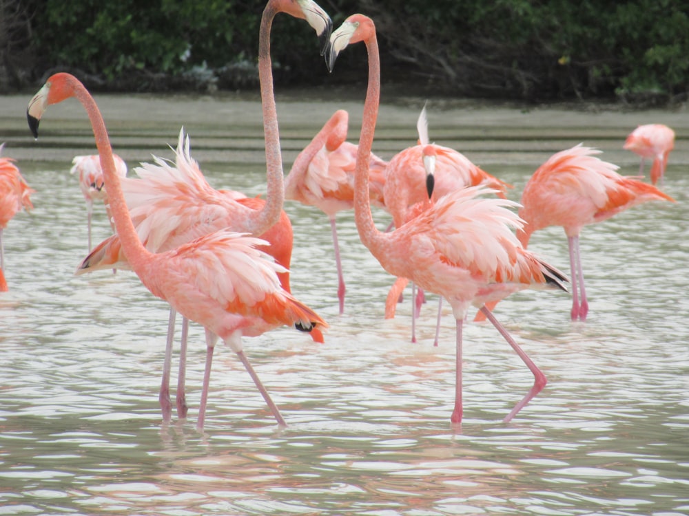 a group of flamingos standing in the water