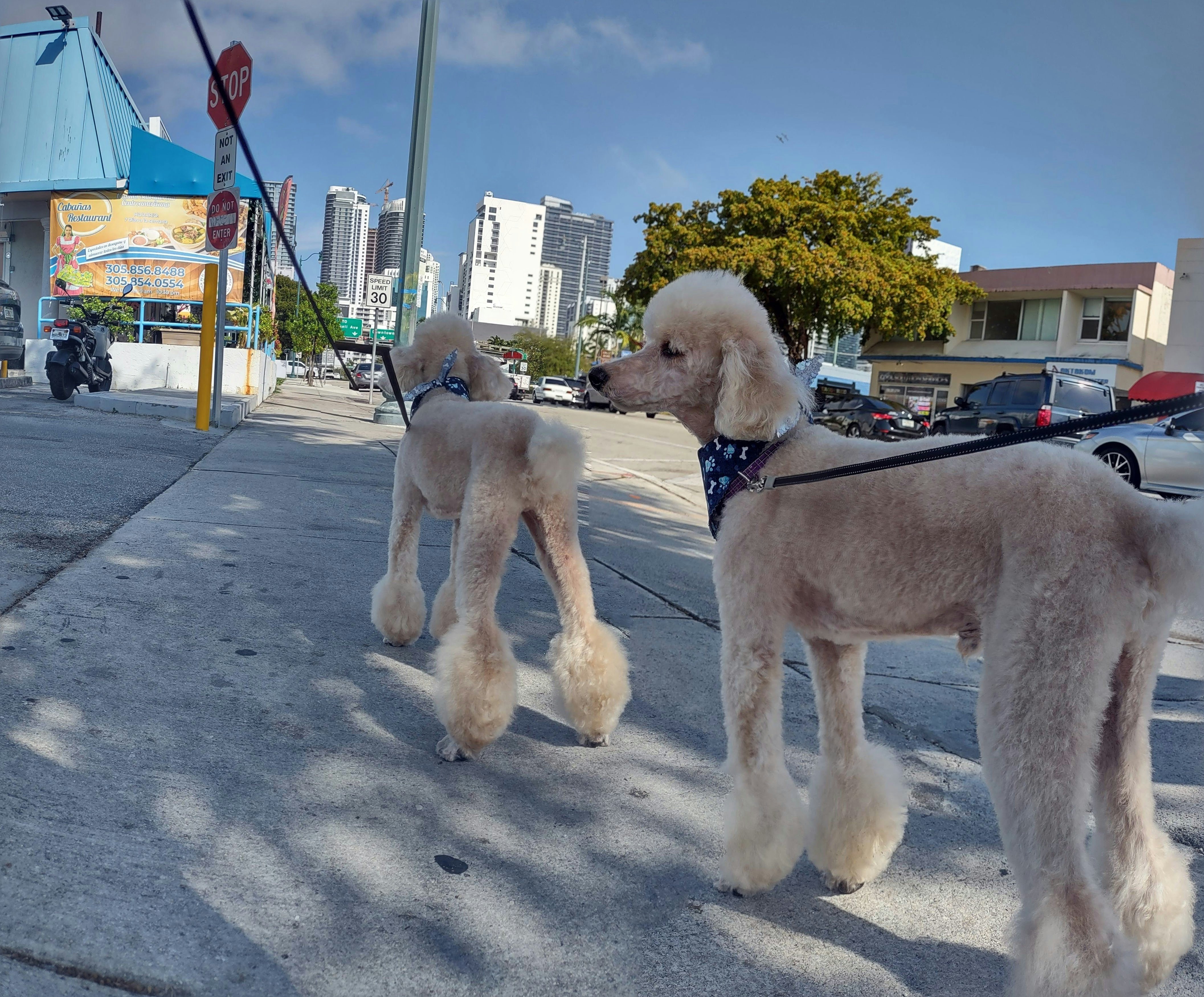 Two poodles on a leash on a city street