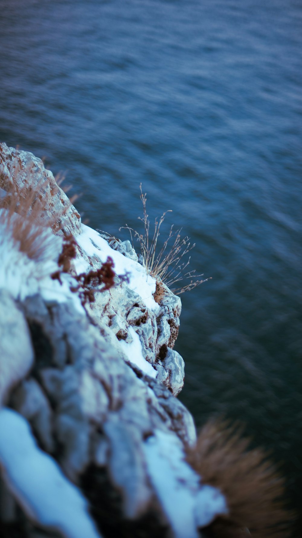 a bird is perched on a rock near the water