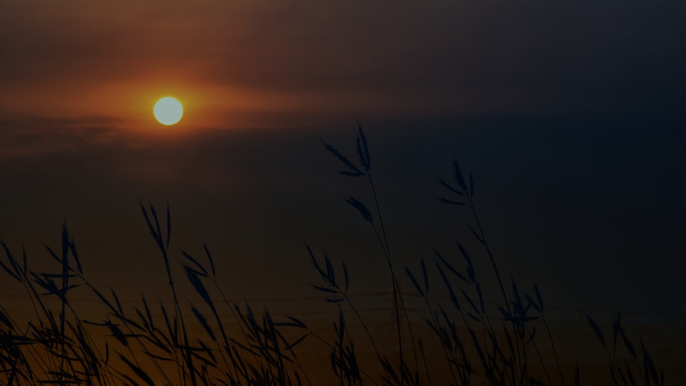 the sun is setting over a field of tall grass