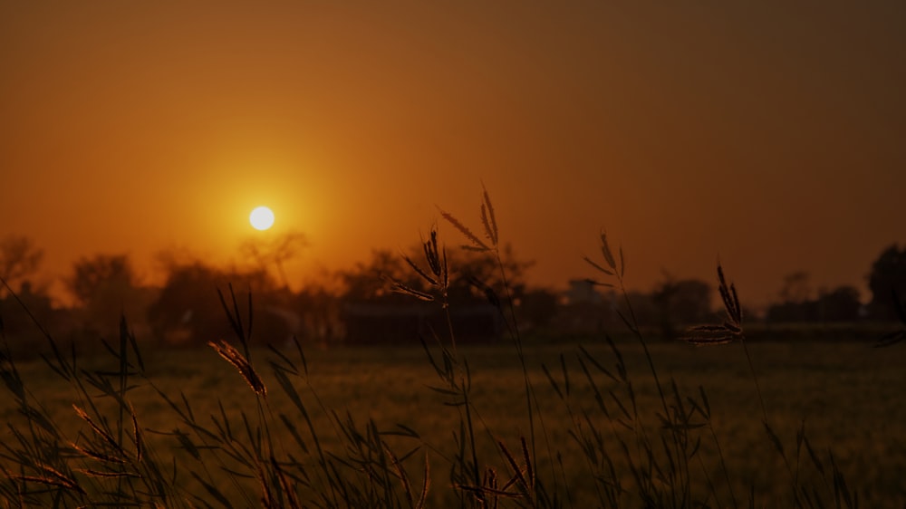 the sun is setting over a field of grass