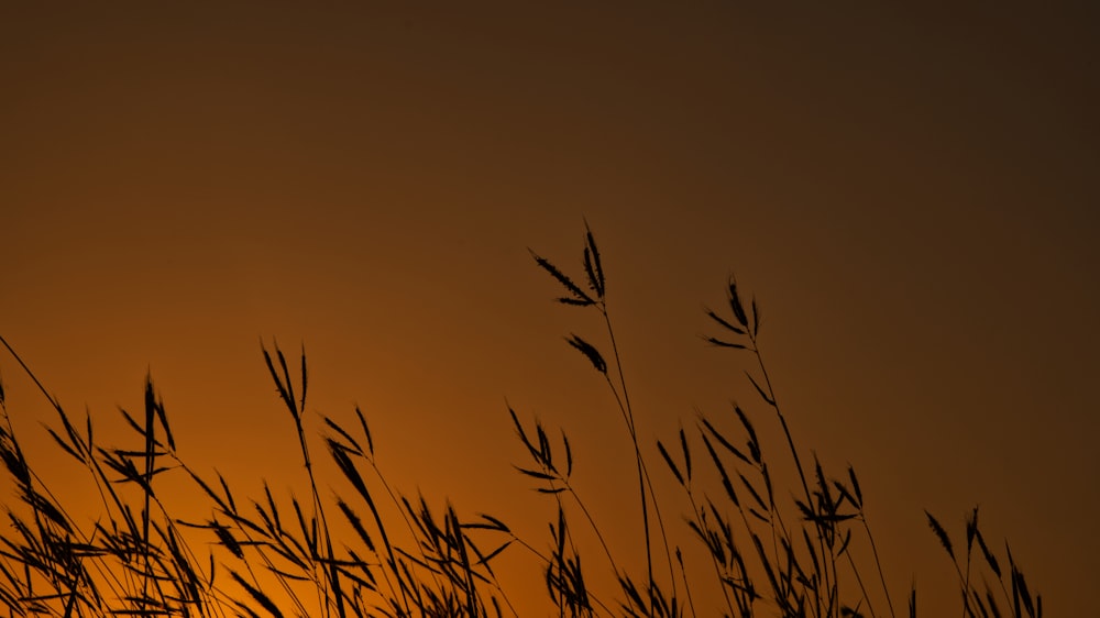 the sun is setting behind some tall grass