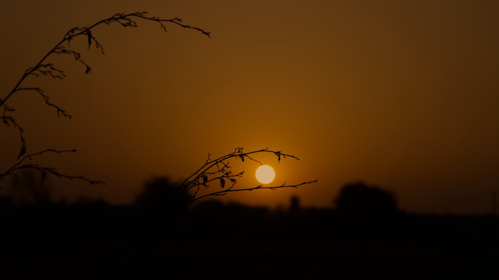 the sun is setting behind a tree branch