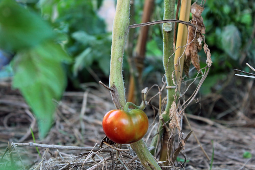 a tomato growing on a plant in a garden