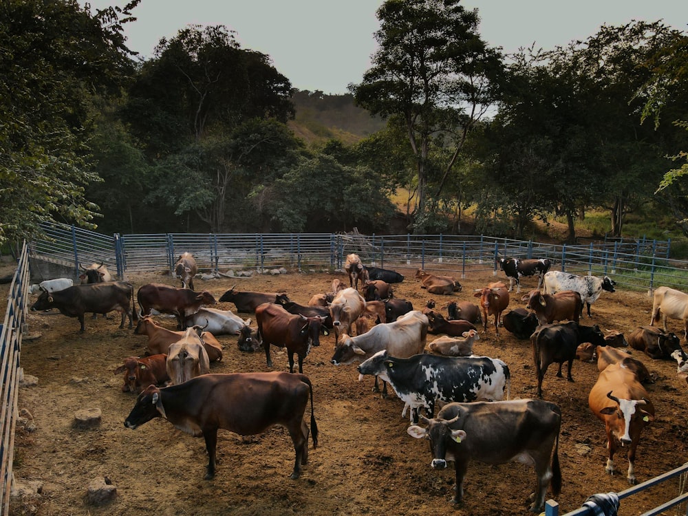 a herd of cattle standing on top of a dirt field