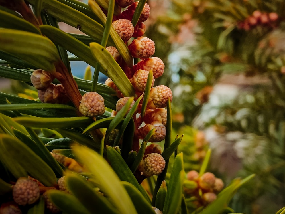 a close up of a bunch of fruit on a tree