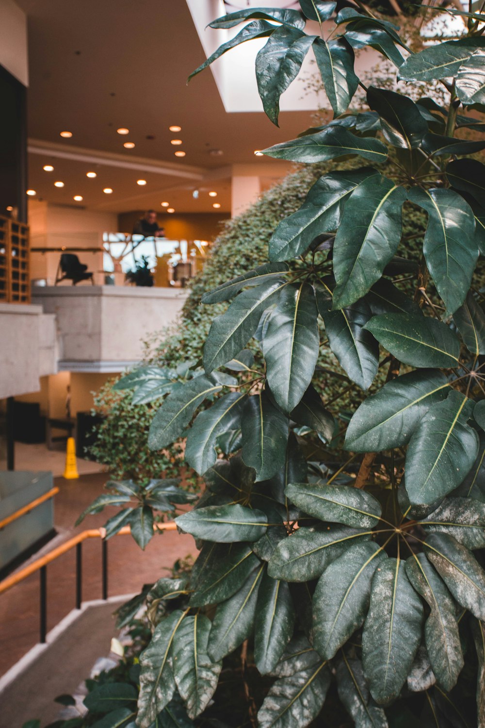 a plant with green leaves in a building