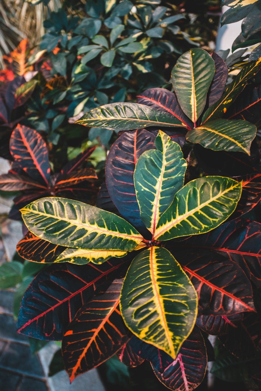 a close up of a plant with red and green leaves