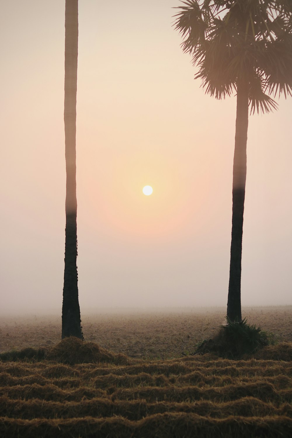 a couple of palm trees sitting in the middle of a field