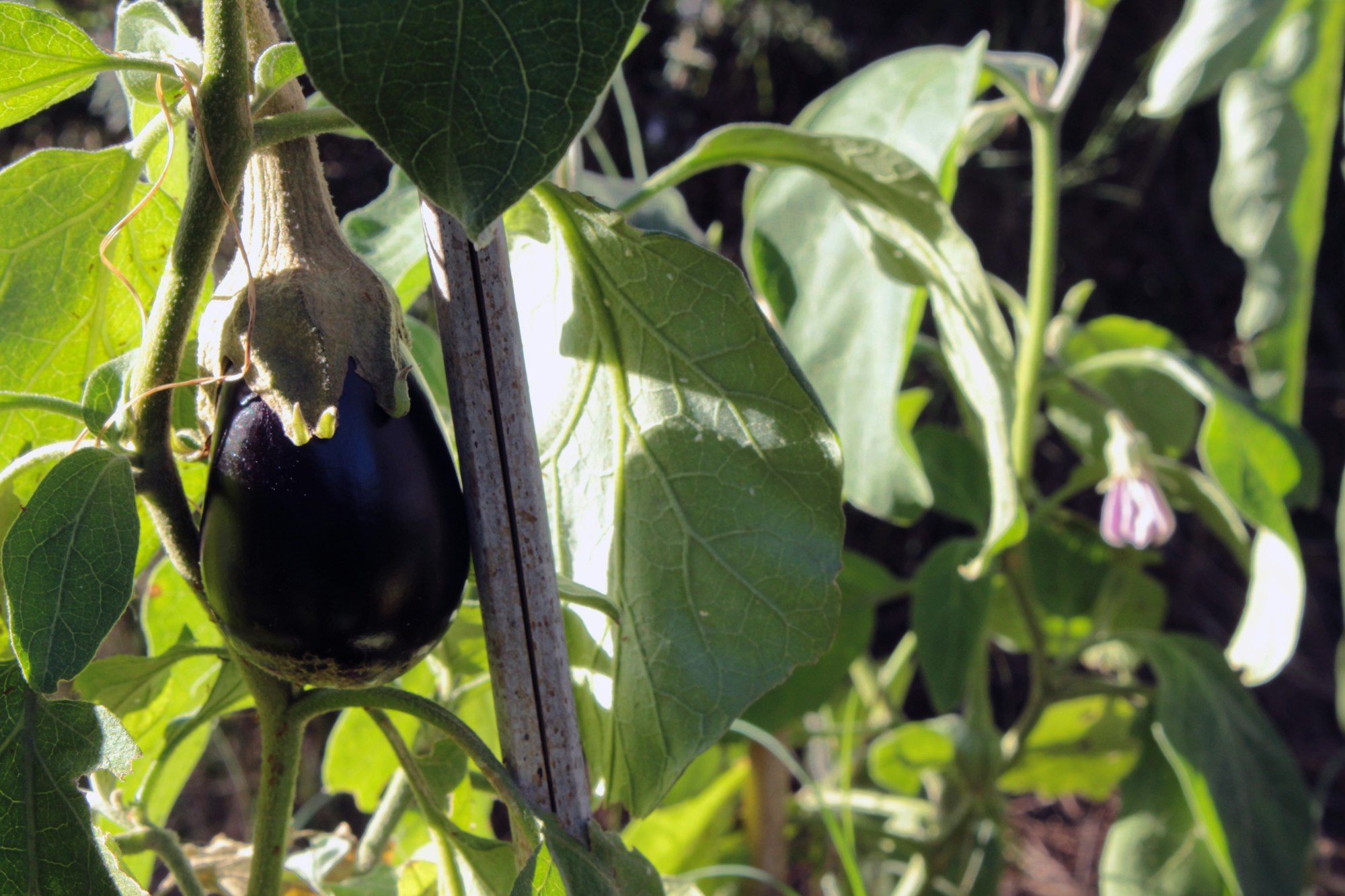 an eggplant growing on a plant in a garden