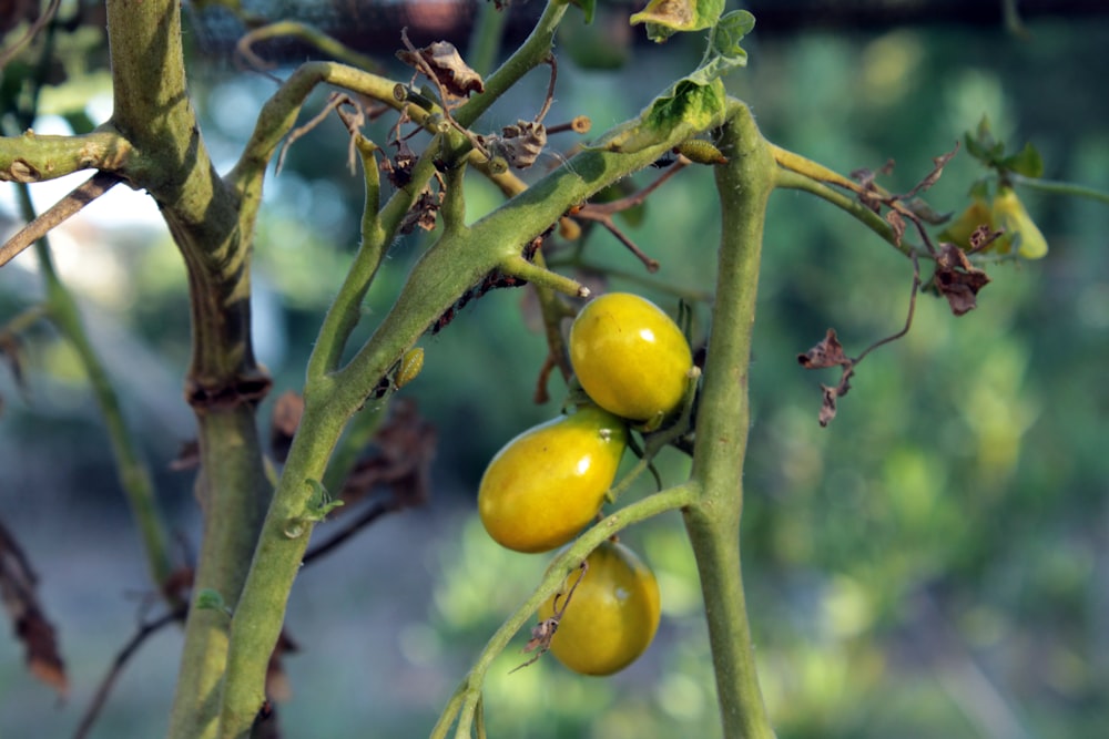 a close up of a plant with yellow fruits