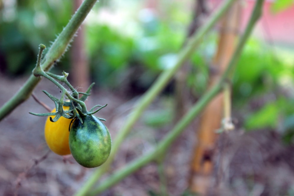 a couple of tomatoes hanging from a plant