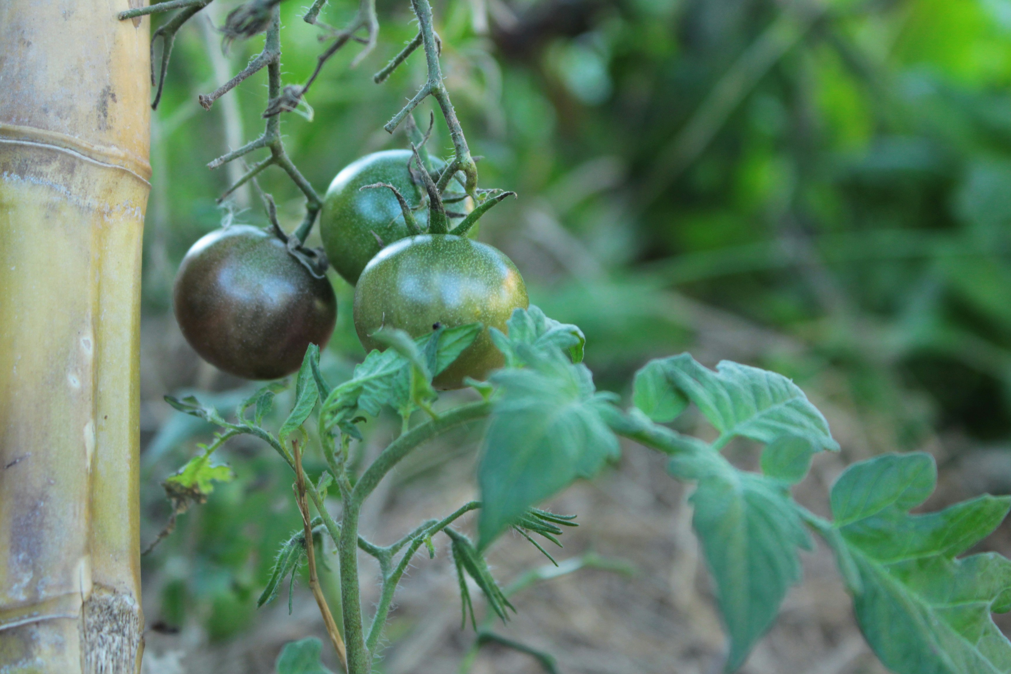 Un primer plano de dos tomates en una planta