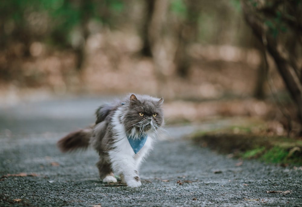 Un gato gris y blanco caminando por una carretera