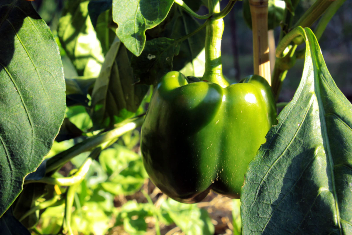What to Plant in July in Zone 8b Texas