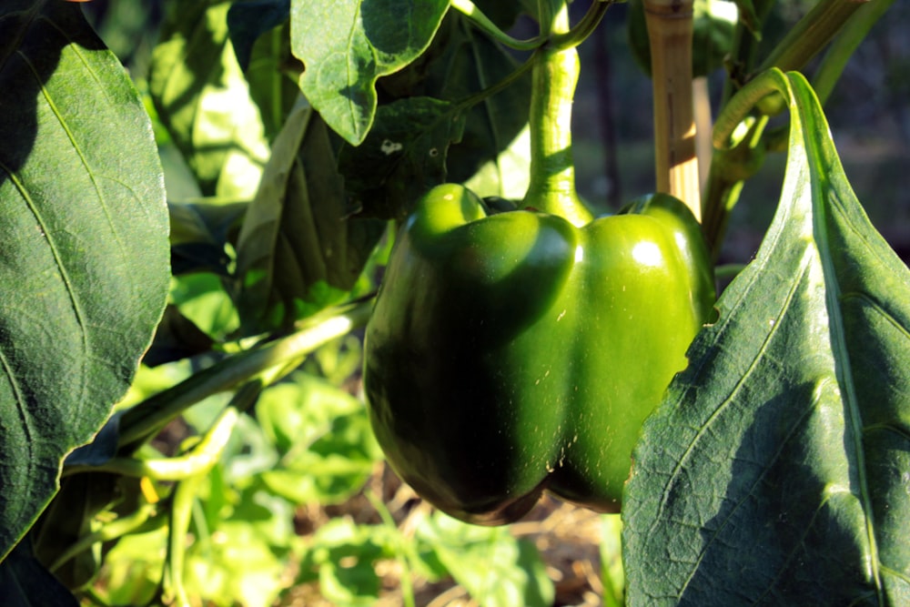 a green pepper growing on a plant in a garden