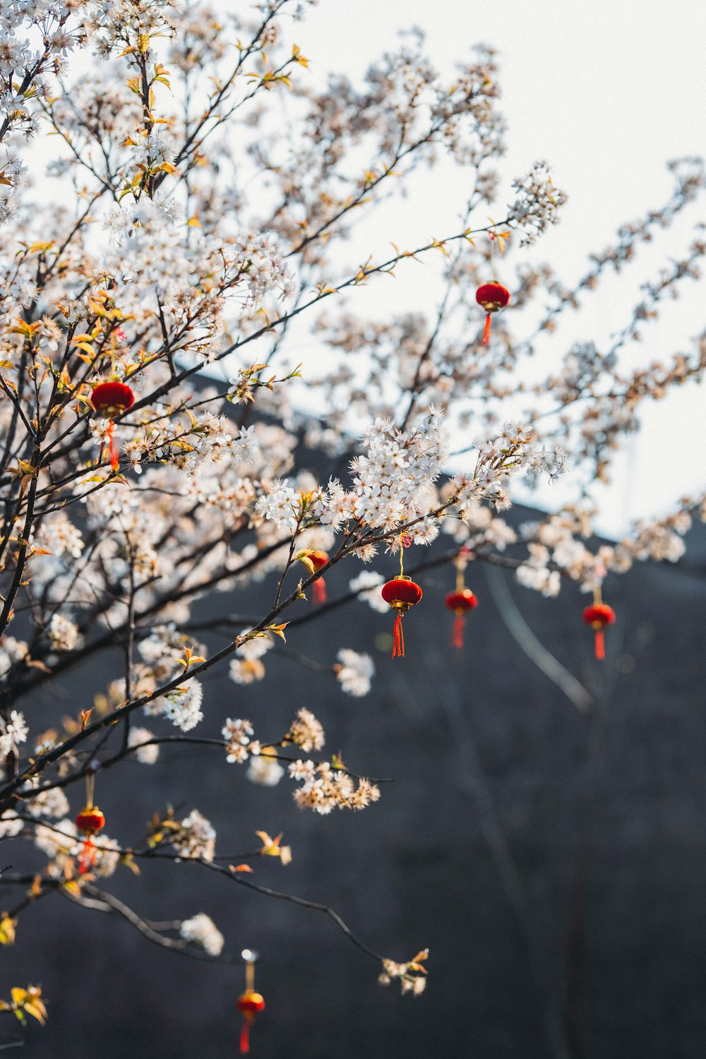 a tree with white and red flowers in front of a mountain