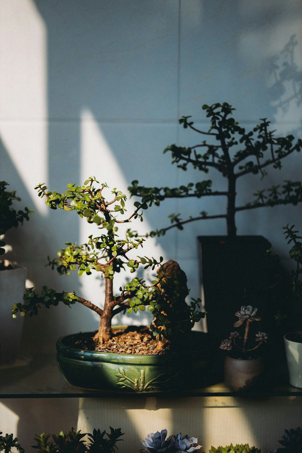 a bonsai tree in a pot on a shelf