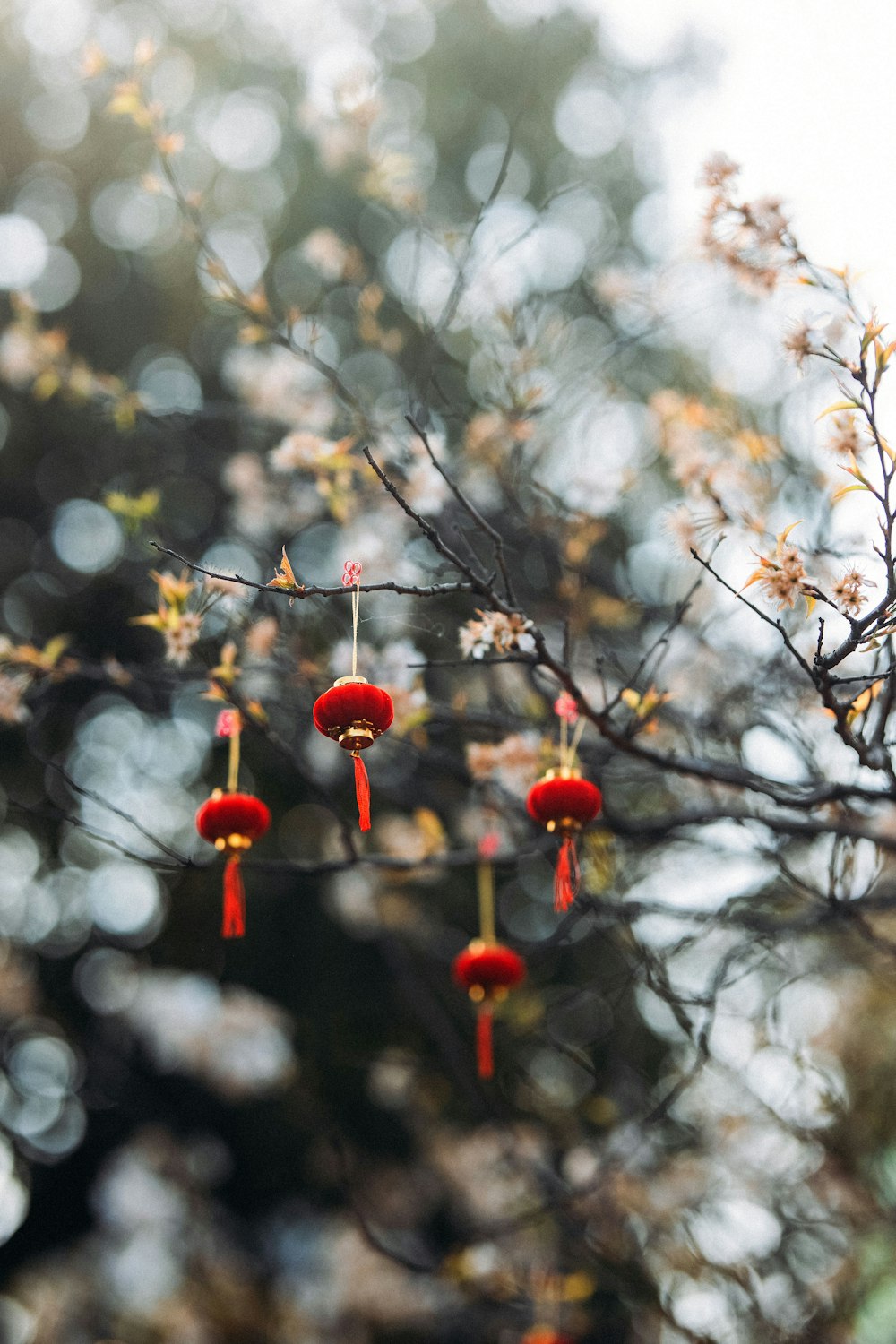 a group of red flowers hanging from a tree
