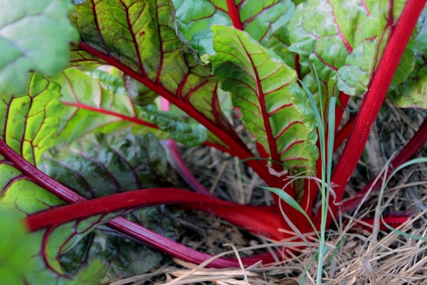 A close up of a bunch of leafy vegetables