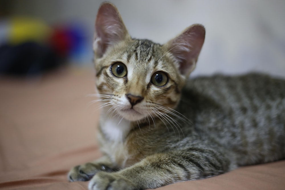 a cat laying on a bed looking at the camera