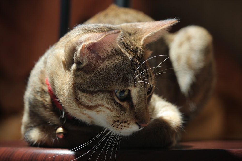 a cat sitting on a chair looking at something