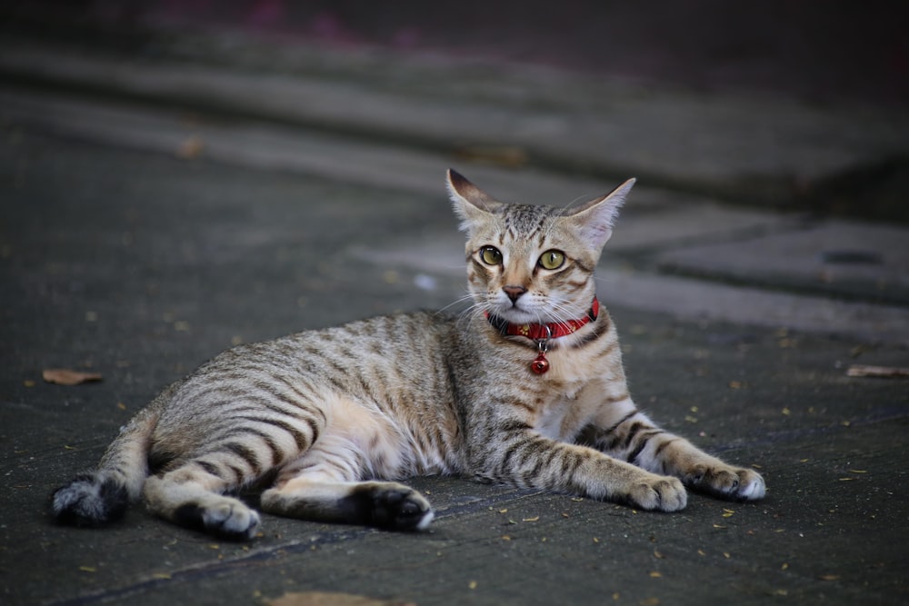 a cat with a red collar laying on the ground