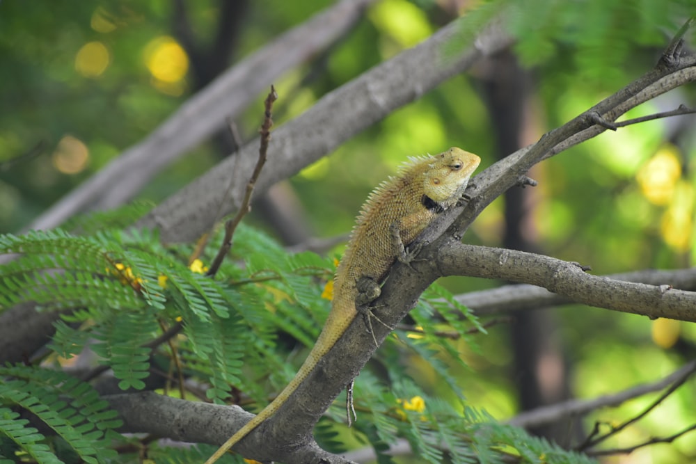 a lizard is sitting on a tree branch