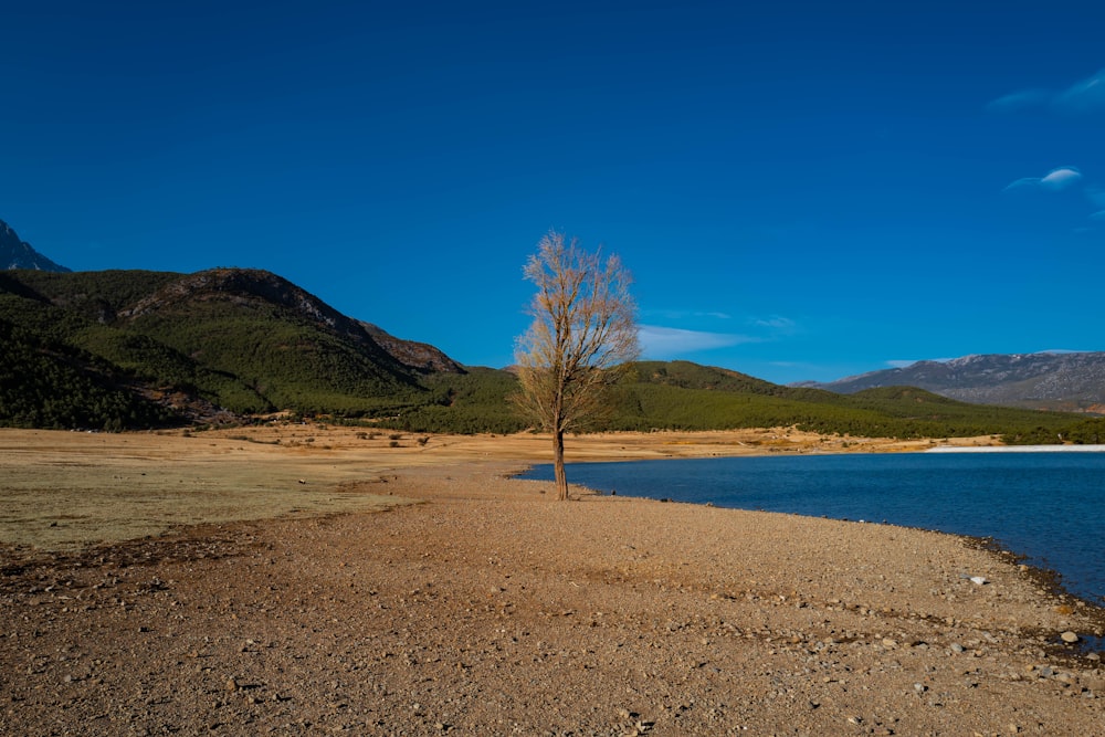 a lone tree on the shore of a lake