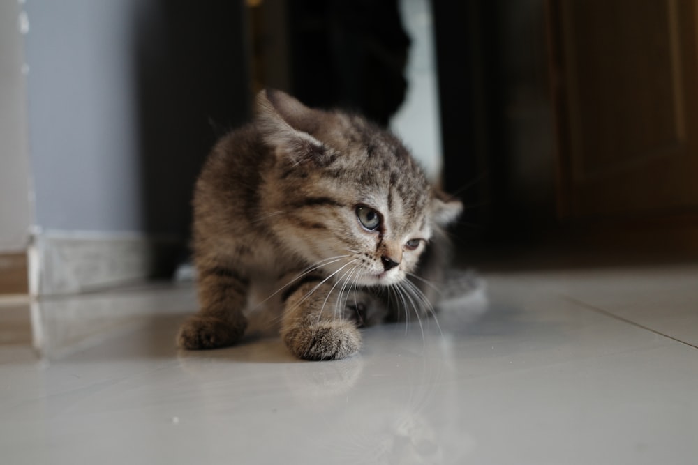 a small kitten walking across a white floor