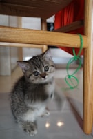 A playful kitten batting at a dangling feather toy with wide, excited eyes.