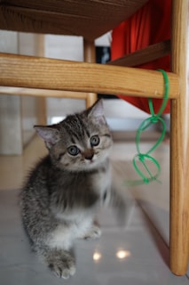 A playful kitten racing down a colorful track during a live event.