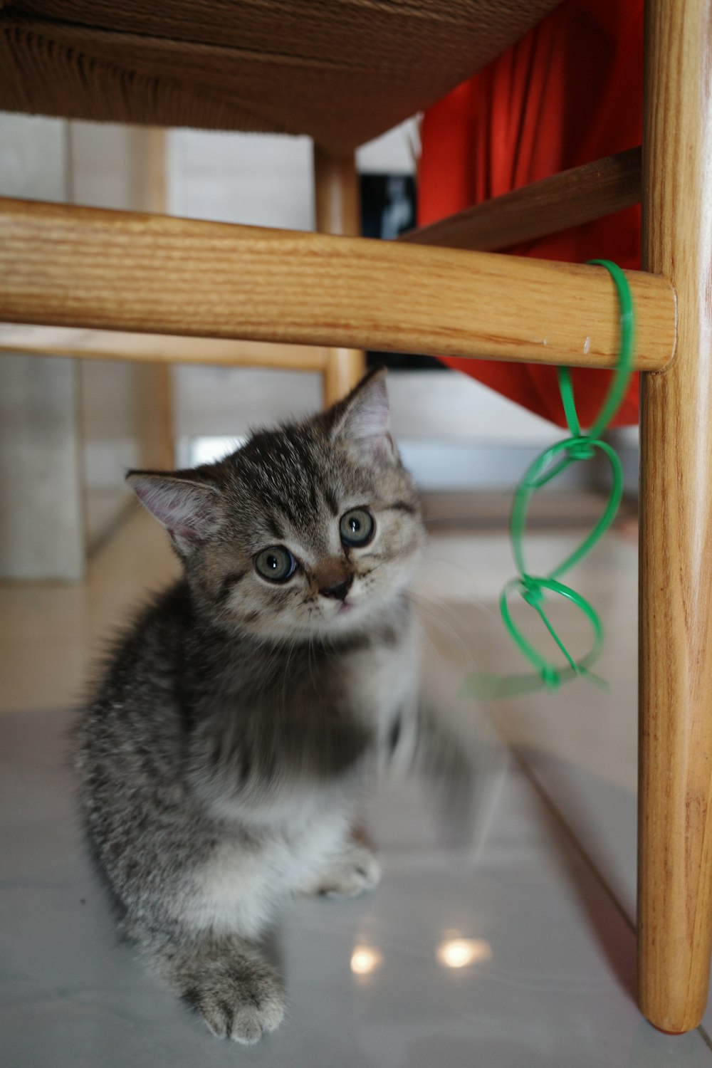 a small kitten sitting under a wooden chair