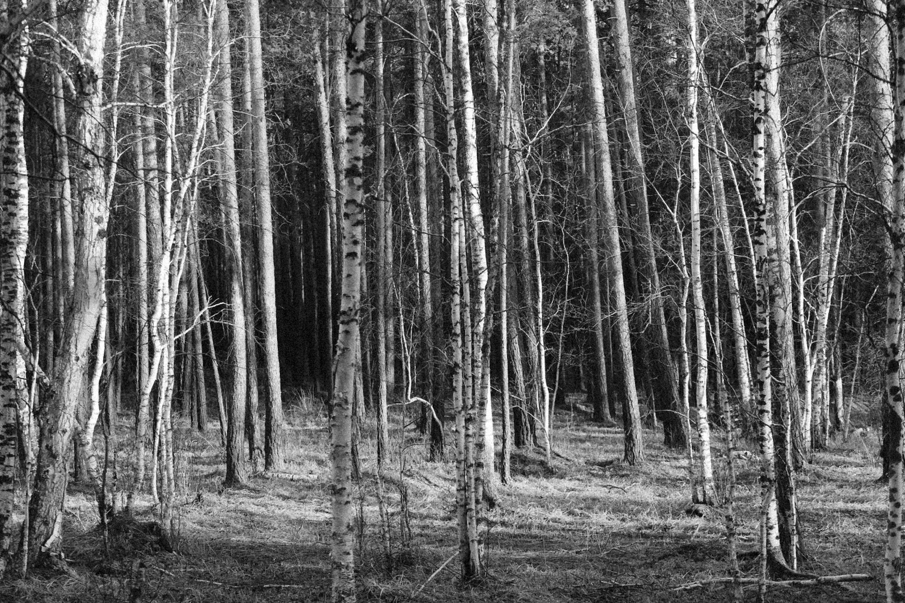 Photo by alexeydemidov