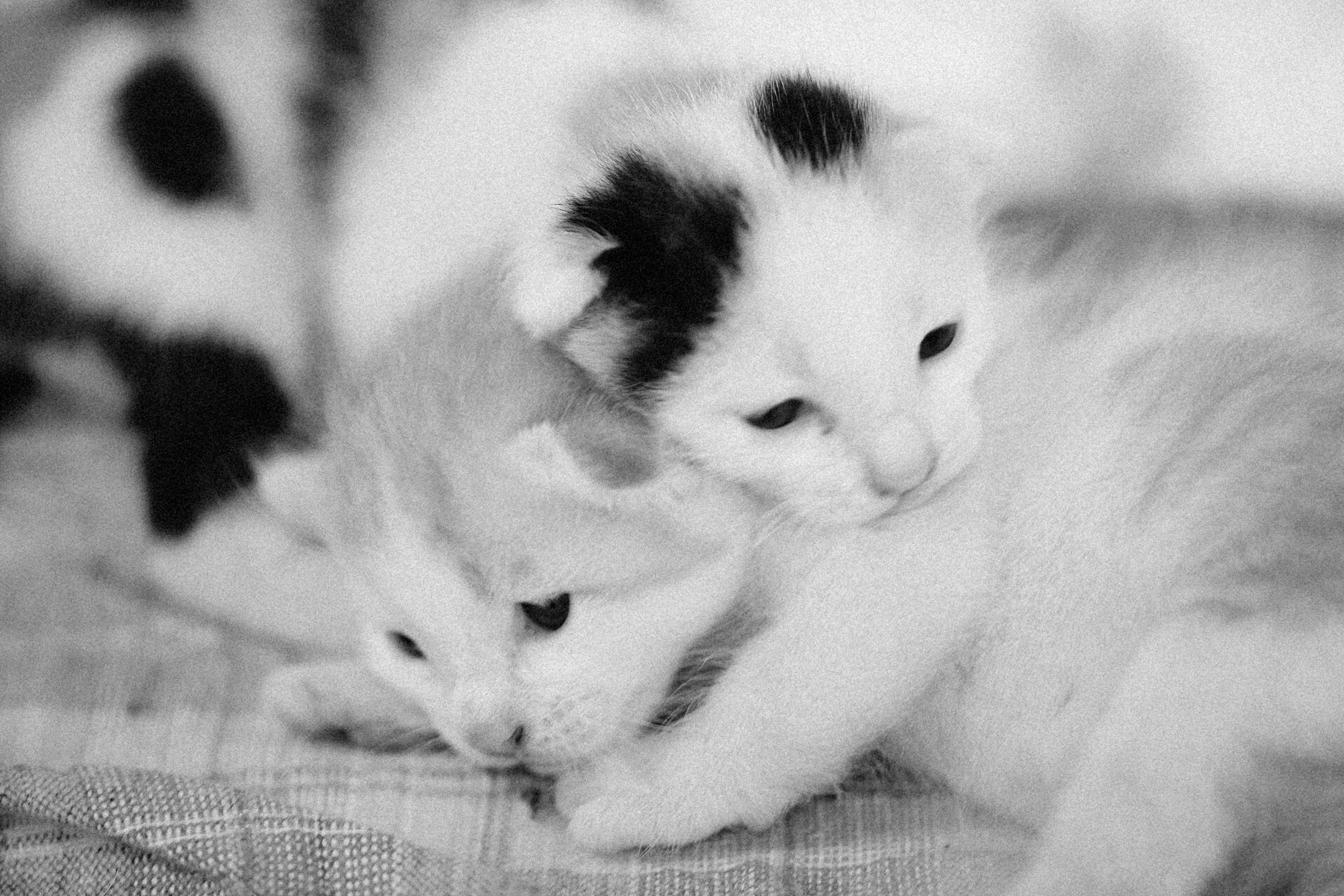 A couple of cats laying on top of a bed photo Free Grey Image on Unsplash