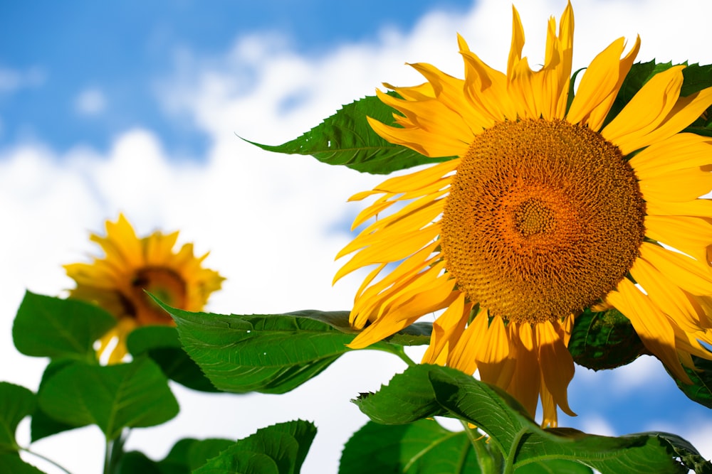 a large sunflower with a blue sky in the background