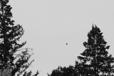 A black-and-white image featuring tall trees with dense foliage on both sides under a clear sky. A small bird is captured mid-flight in the center.
