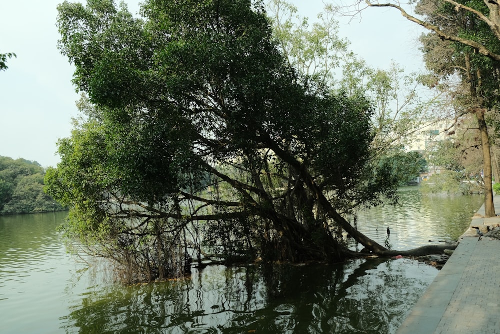 a large tree sitting in the middle of a river