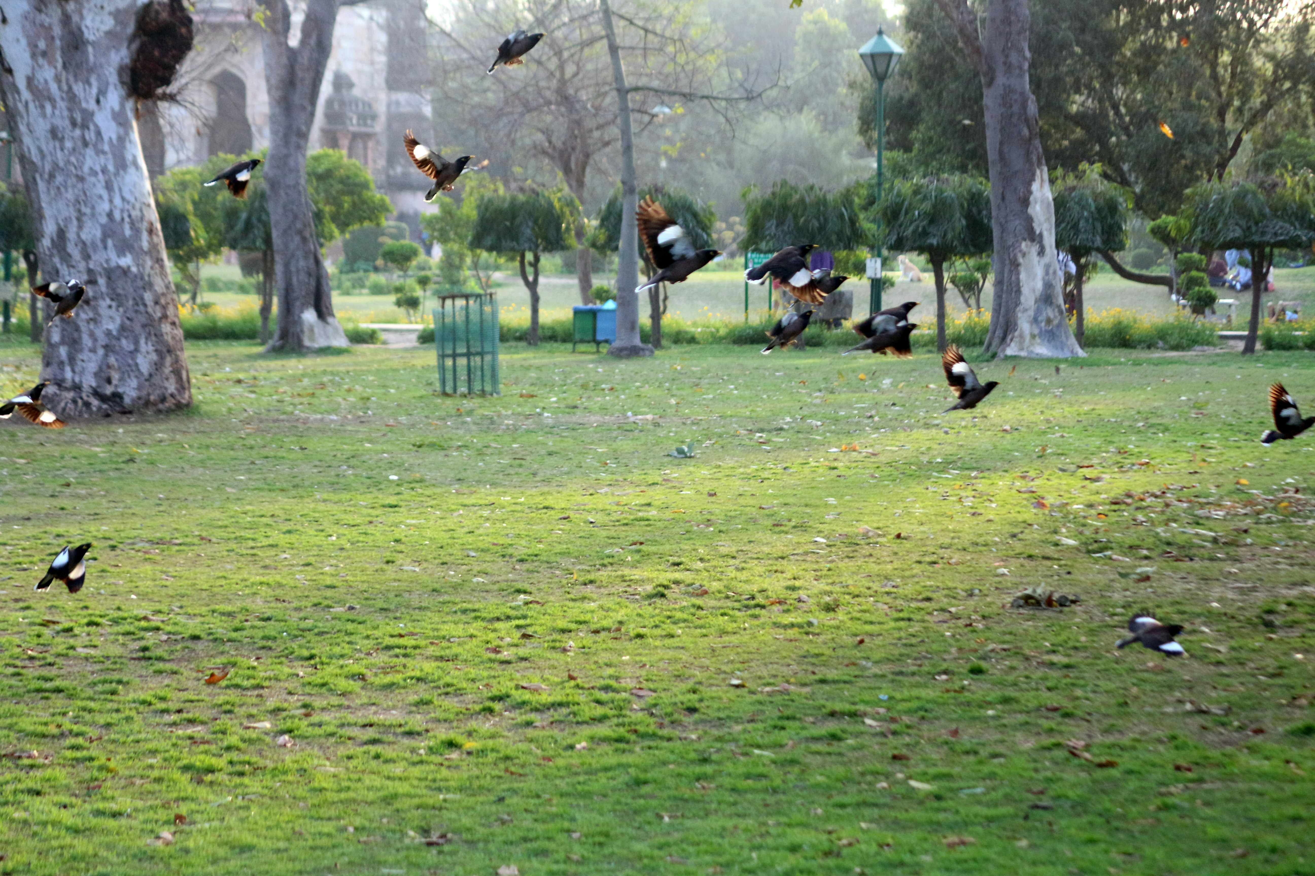A flock of birds flying over a lush green park