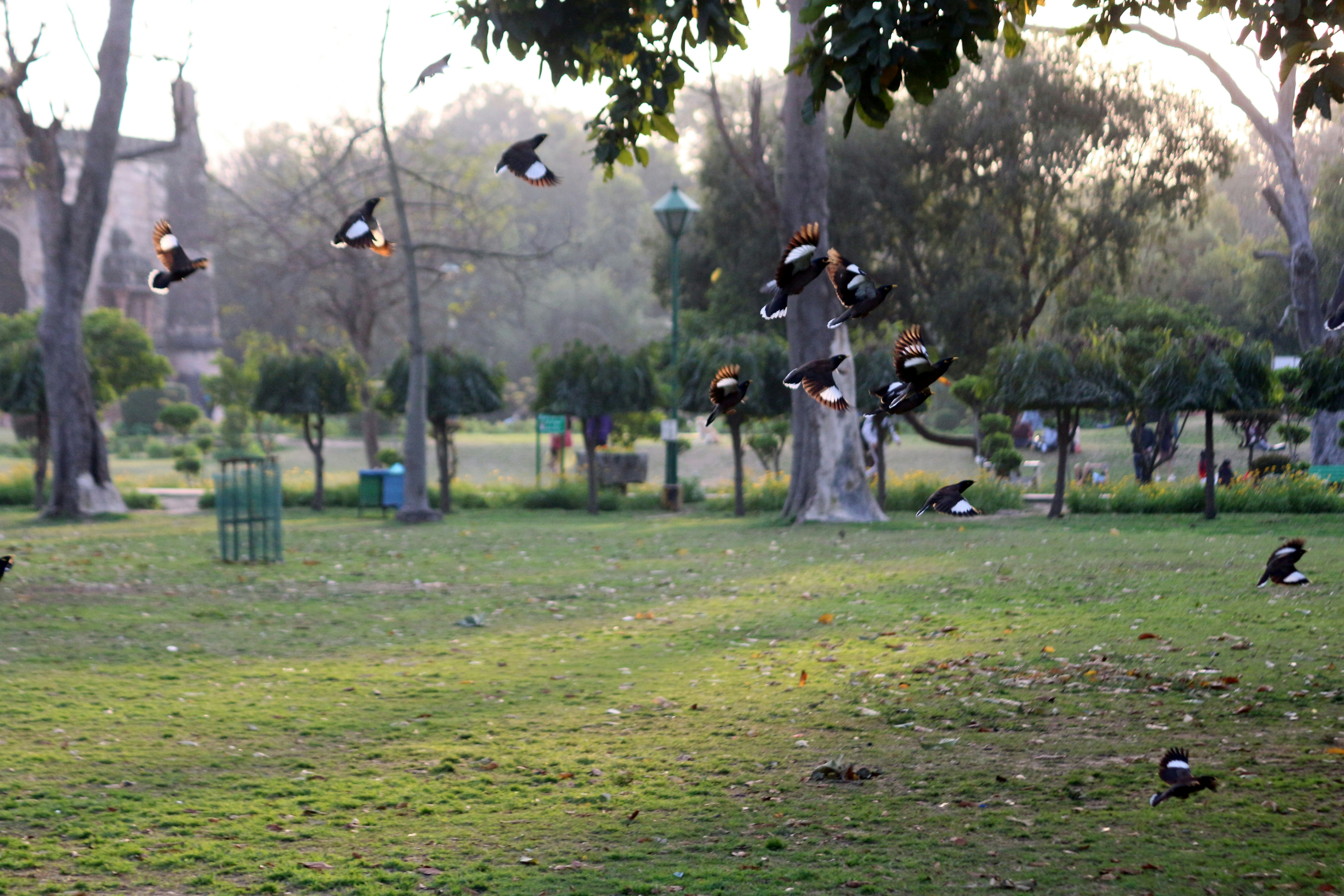 A flock of birds flying over a lush green park