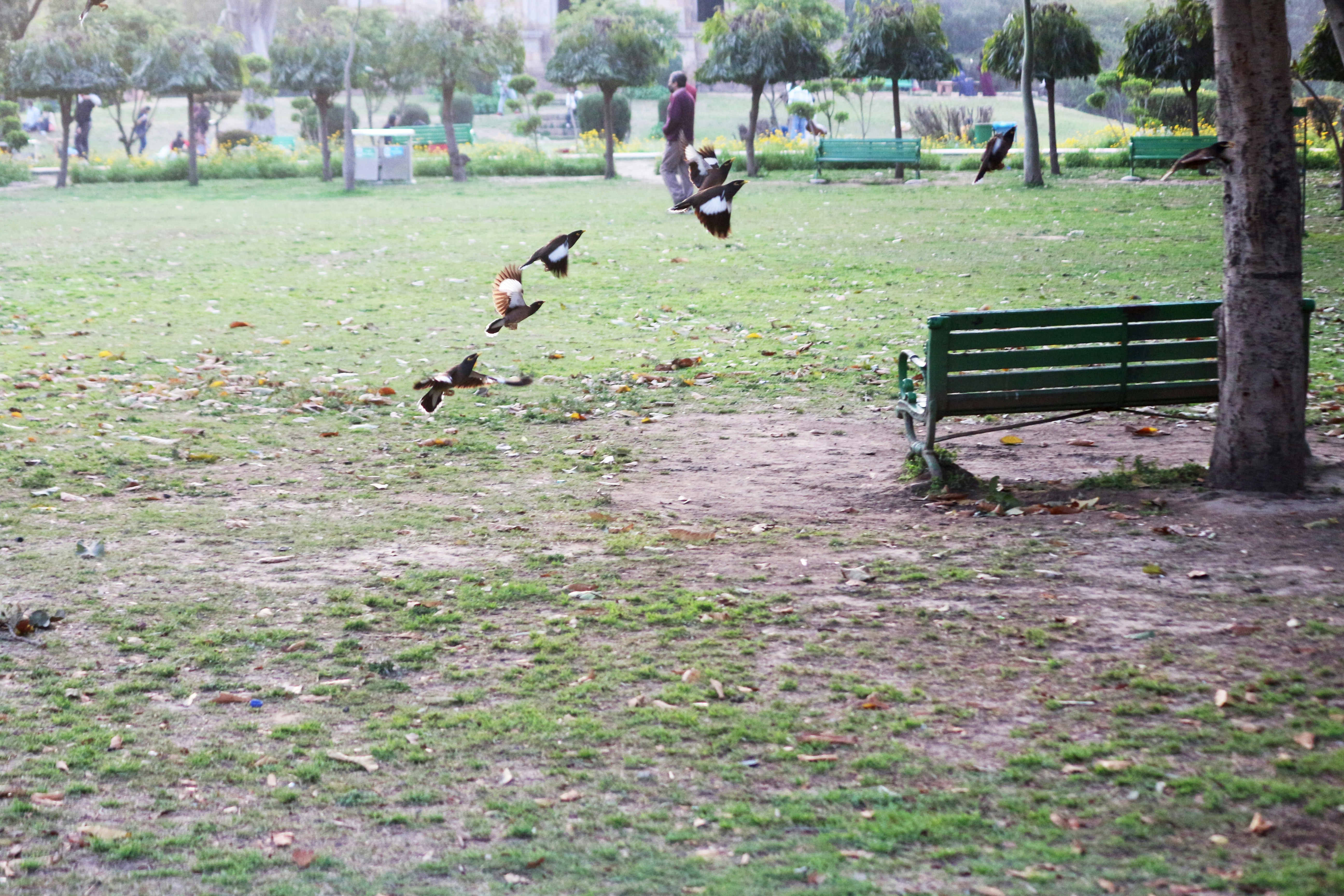 A flock of birds flying over a park bench
