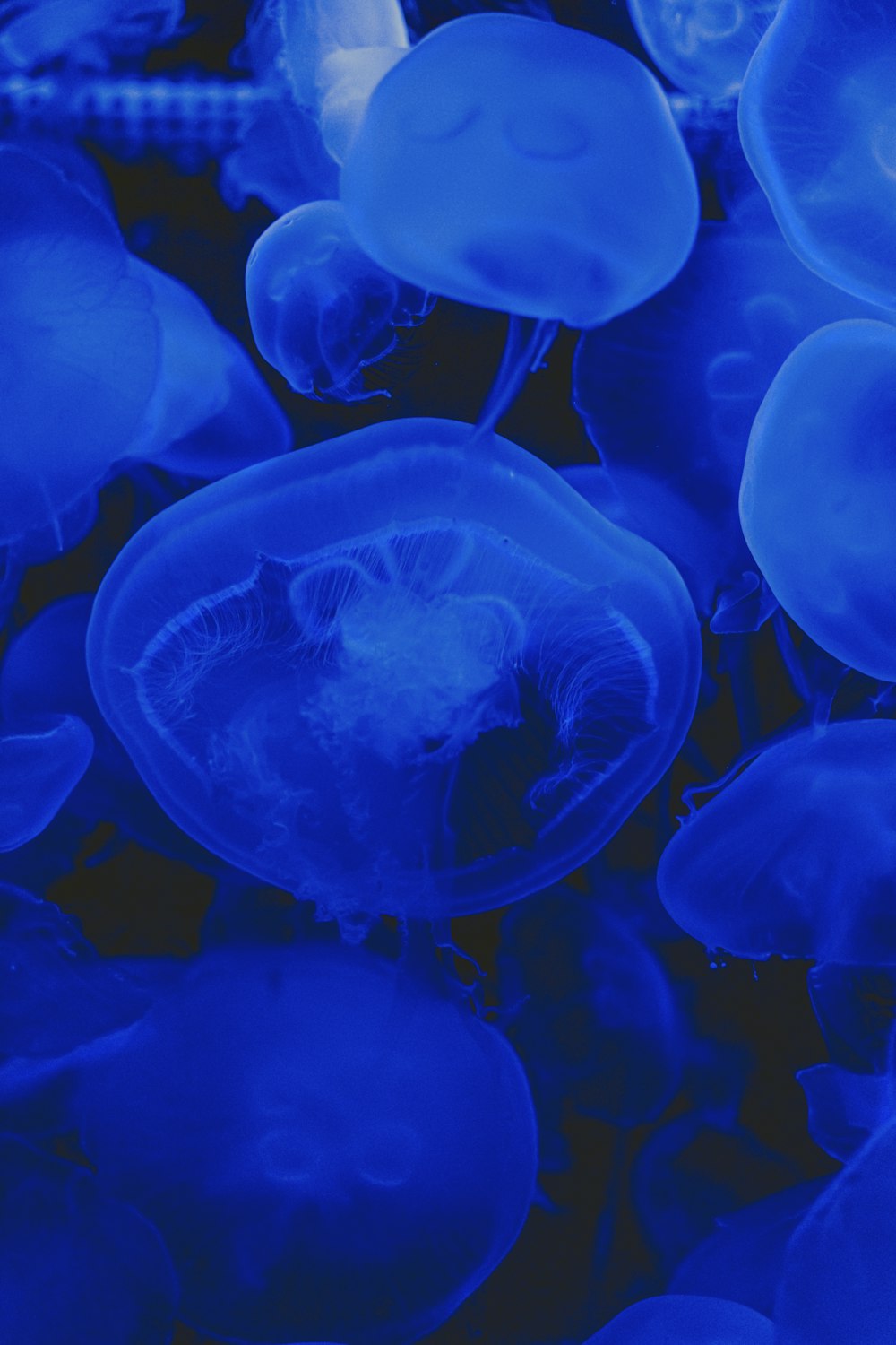 a bunch of blue jellyfish floating in the water