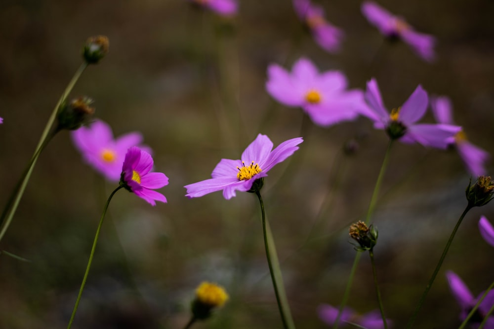 a bunch of purple flowers that are in the grass