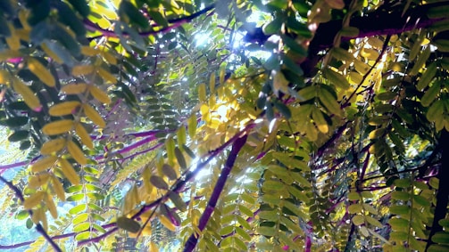 Close-up of lush green landscaping with sunlight filtering through mature trees.