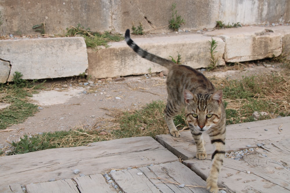 a cat walking across a wooden floor next to a stone wall