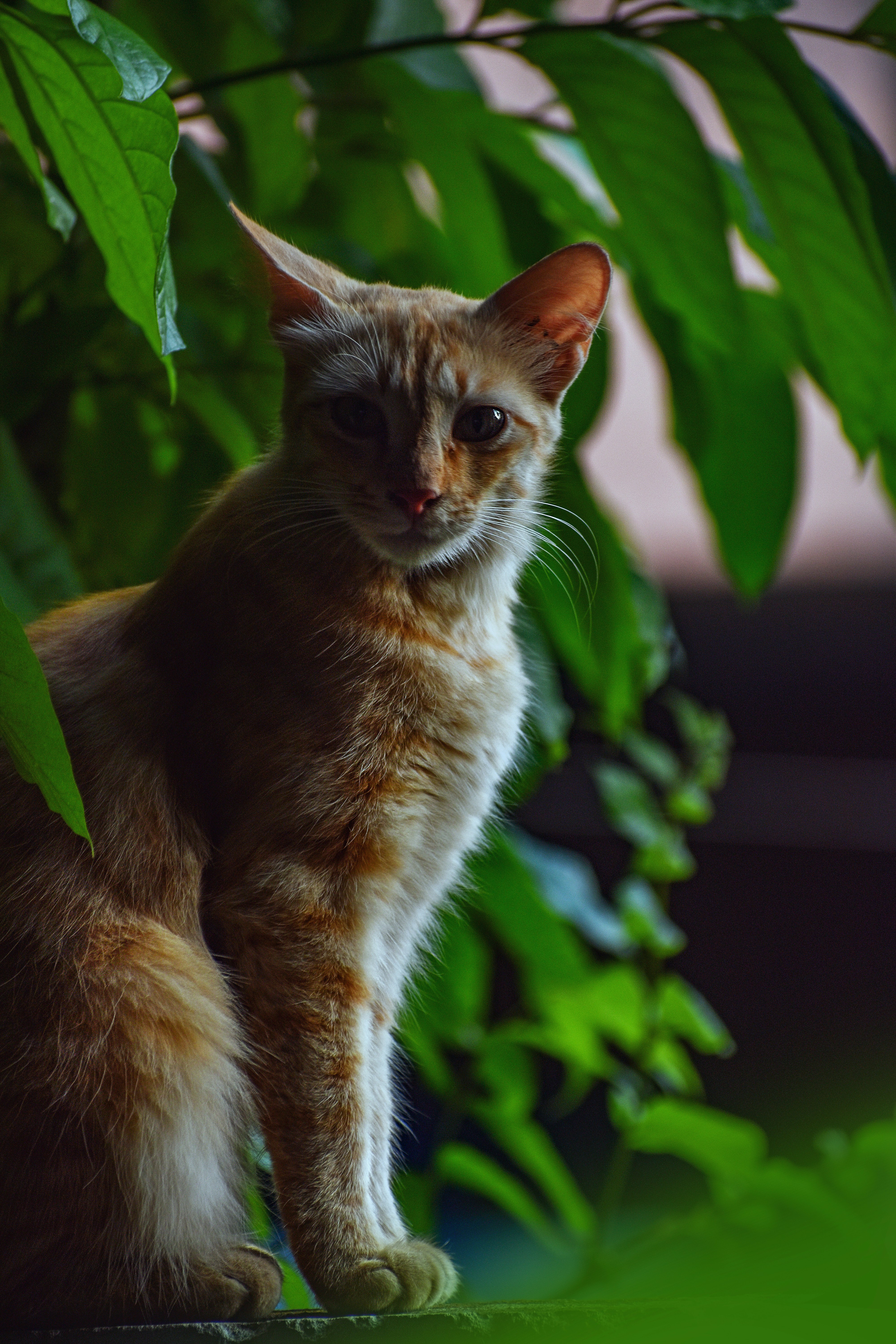 a cat that is sitting on a ledge