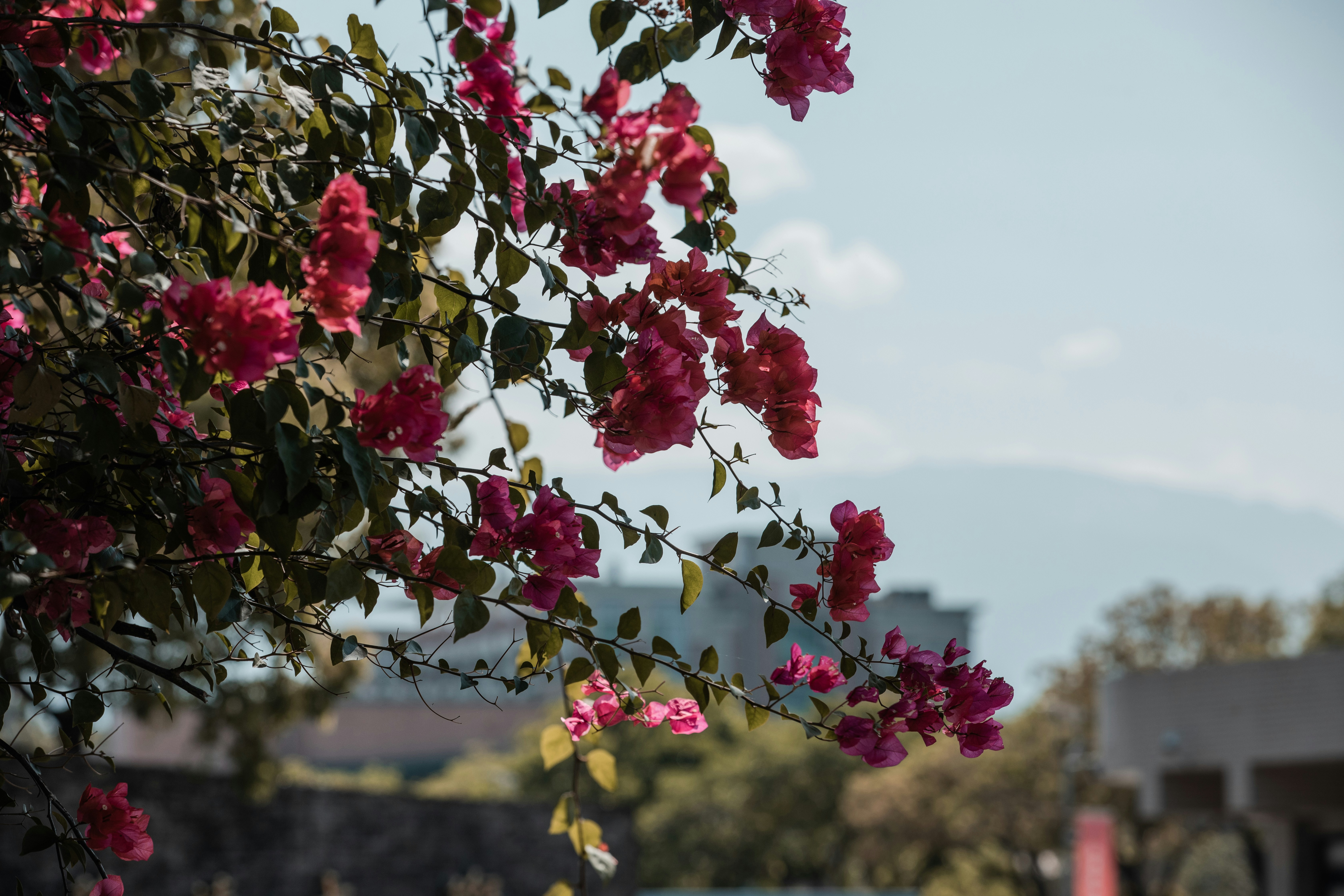 A tree with pink flowers in front of a building photo – Free Grey Image ...