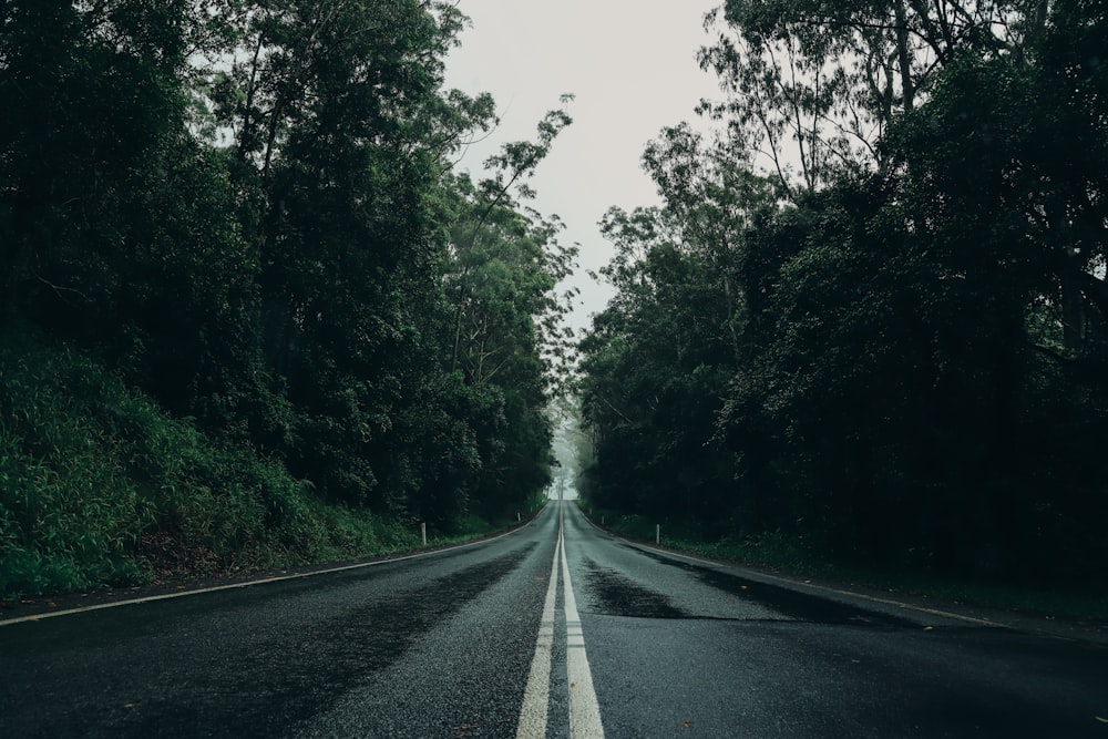 an empty road surrounded by trees and bushes