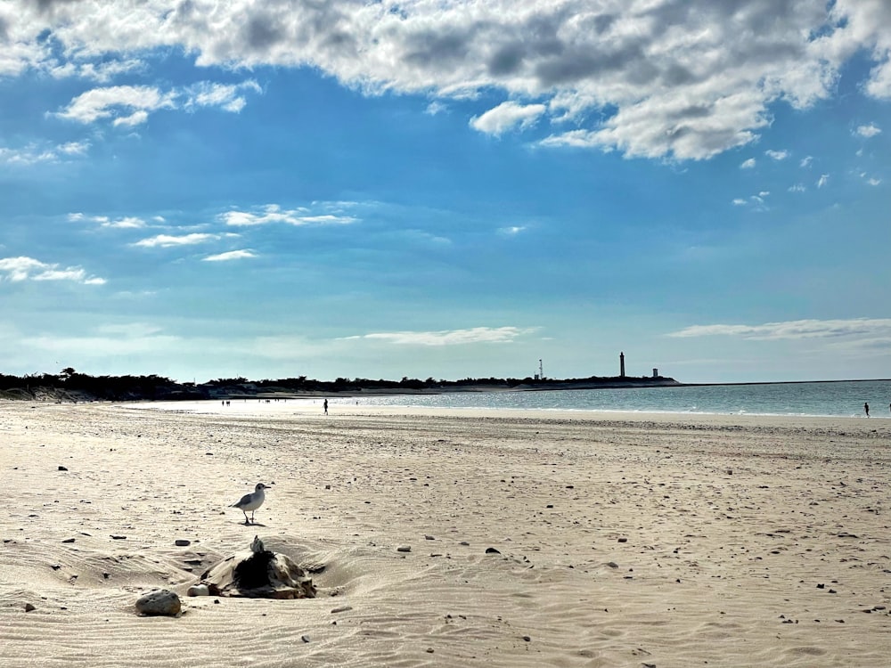 a bird standing on top of a sandy beach